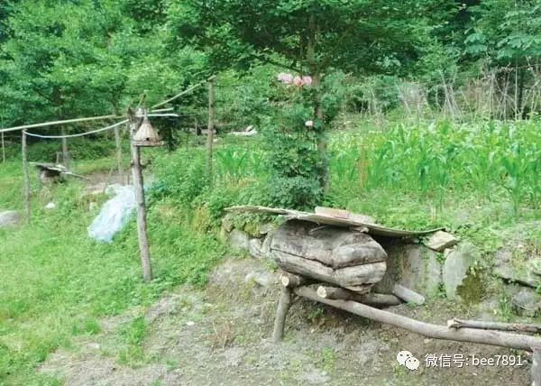 蜂的养殖教程视频_养殖中蜂技术视频_养蜂视频大全