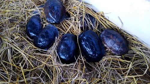 珍珠养殖鳖技术要求_珍珠鳖养殖场_珍珠鳖的养殖技术