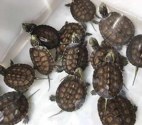 珍珠鳖养殖场_珍珠养殖鳖技术要求_珍珠鳖的养殖技术