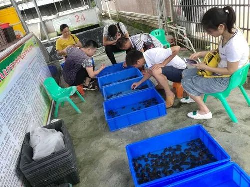 珍珠养殖鳖技术要求_珍珠鳖的养殖技术_珍珠鳖养殖场