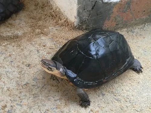 珍珠鳖养殖场_珍珠鳖的养殖技术_珍珠养殖鳖技术要求