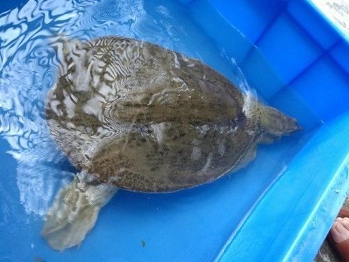 珍珠鳖养殖场_珍珠养殖鳖技术要求_珍珠鳖的养殖技术