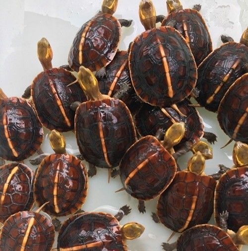 珍珠鳖养殖场_珍珠鳖的养殖技术_珍珠养殖鳖技术要求