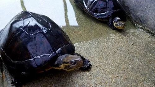 珍珠鳖养殖场_珍珠鳖的养殖技术_珍珠养殖鳖技术要求