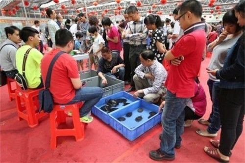 珍珠养殖鳖技术要求_珍珠鳖养殖场_珍珠鳖的养殖技术