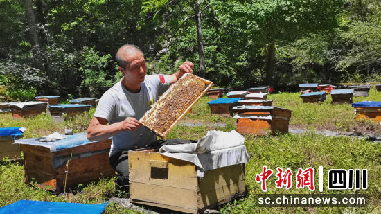图为青川县青溪镇金桥村一名村民在查看蜂箱。
