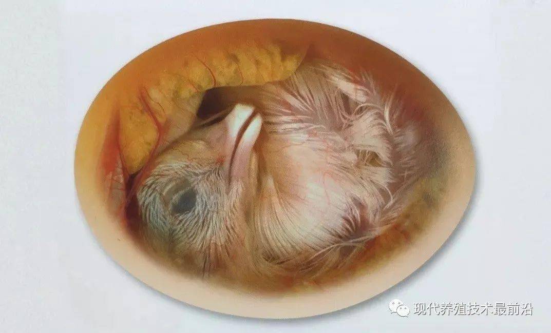 河南种鸡养殖技术哪家好_河南鸡苗养殖基地_河南养鸡基地在哪