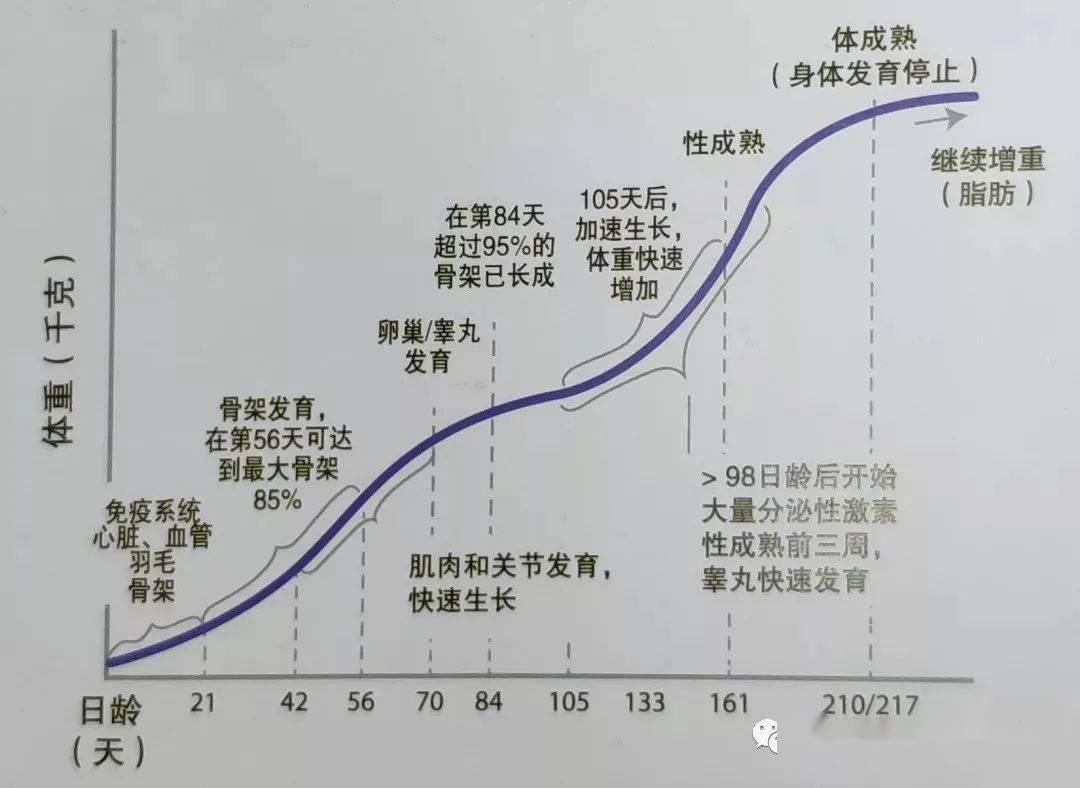 河南鸡苗养殖基地_河南养鸡基地在哪_河南种鸡养殖技术哪家好