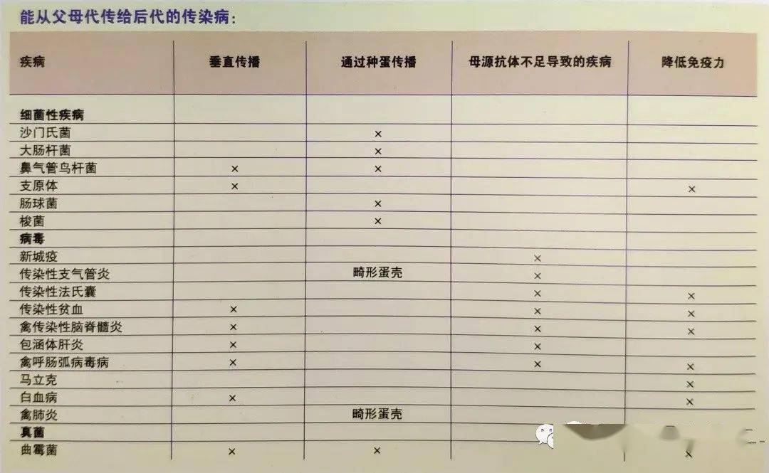 河南鸡苗养殖基地_河南种鸡养殖技术哪家好_河南养鸡基地在哪