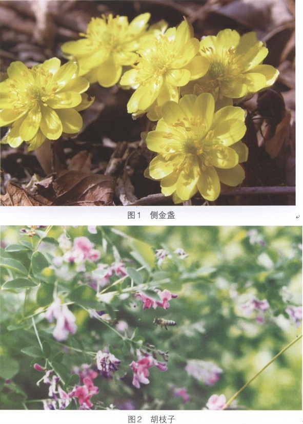 长白山中蜂