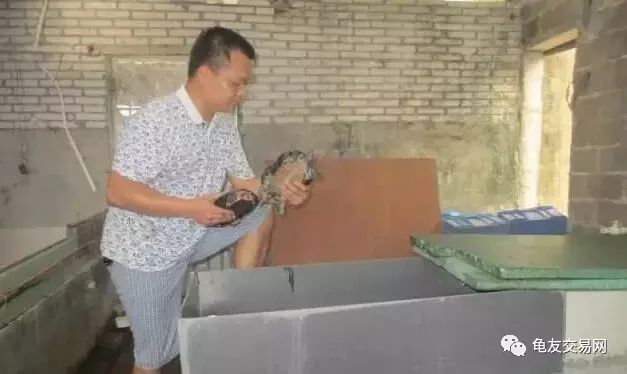 珍珠鳖的养殖技术_珍珠养殖鳖技术视频_珍珠鳖养殖场