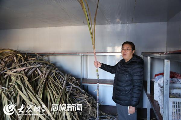 致富经甘蔗种植视频_农村种植甘蔗致富_种植甘蔗致富能手