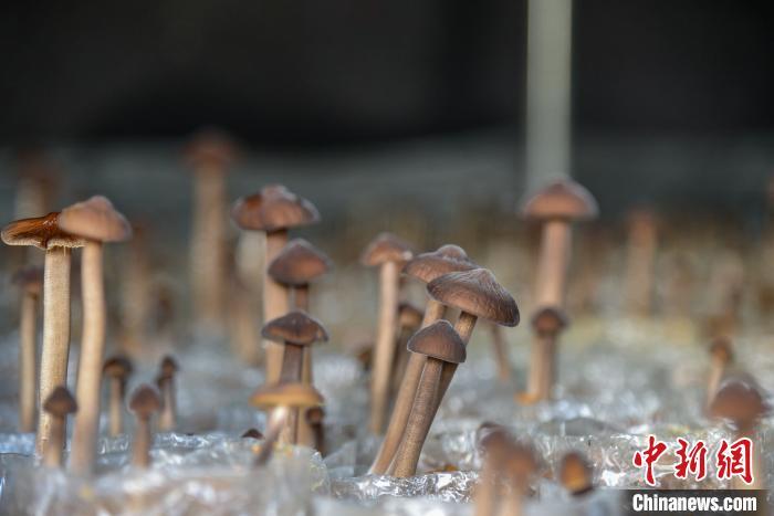 种植甘蔗致富能手_致富甘蔗种植农村图片大全_农村种植甘蔗致富