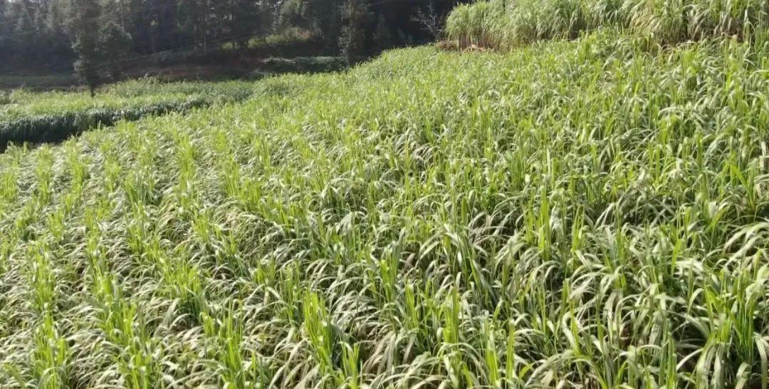 农村种植甘蔗致富_致富经甘蔗种植视频_致富甘蔗种植农村图片大全