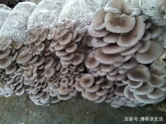 蘑菇致富种植视频_种植什么蘑菇致富_蘑菇致富种植图片