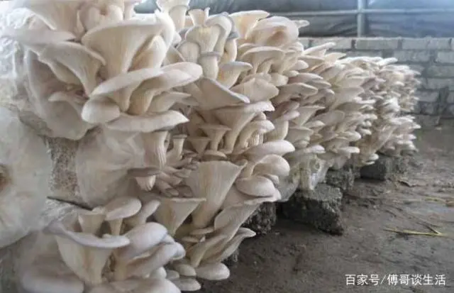 蘑菇致富种植视频_种植什么蘑菇致富_蘑菇致富种植图片