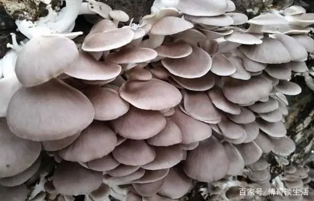 种植什么蘑菇致富_蘑菇致富种植图片_蘑菇致富种植视频