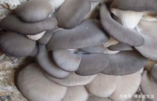种植什么蘑菇致富_蘑菇致富种植图片_蘑菇致富种植视频