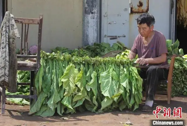 致富种植农民烤烟视频_烤烟种植农民致富_致富种植农民烤烟图片