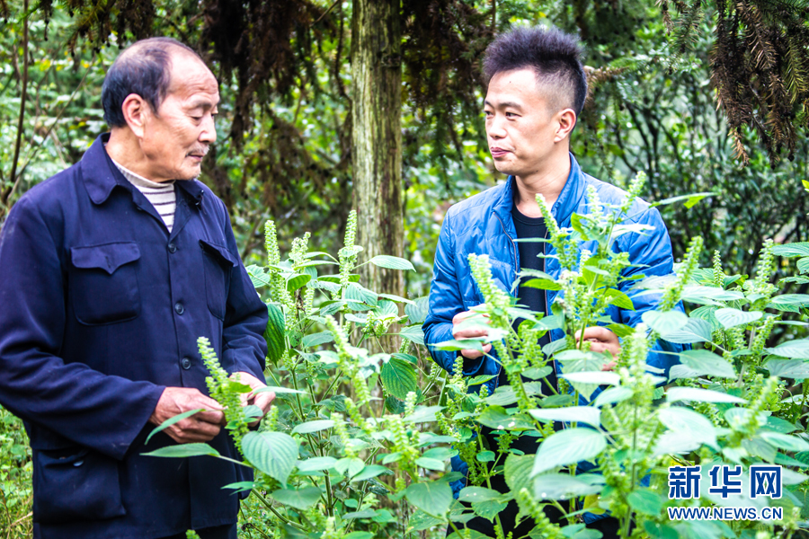致富中医种植项目怎么样_致富种植中药材合作社_中医种植致富项目