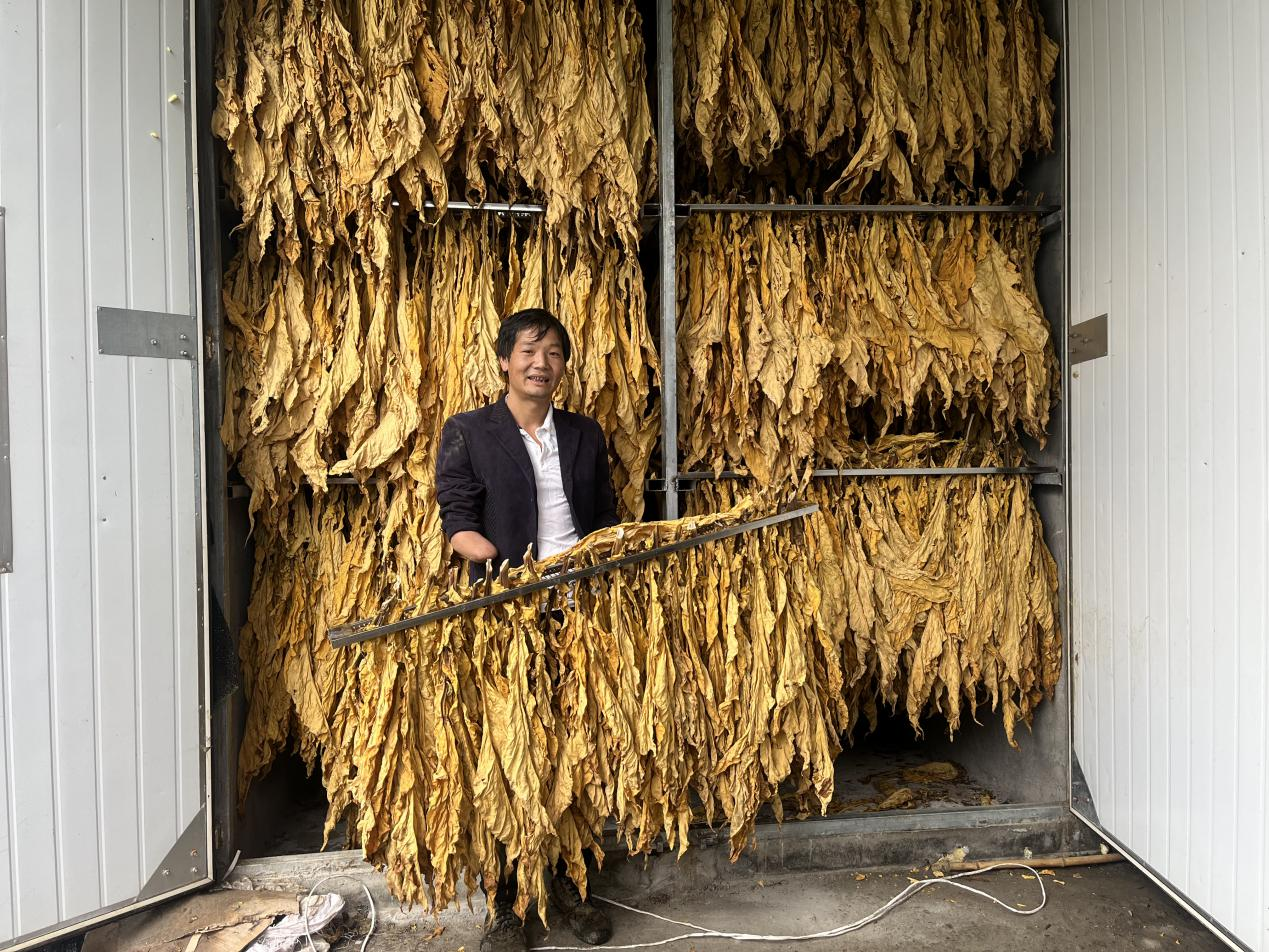 陕西平利： 他们，身残志坚走上烤烟种植致富路