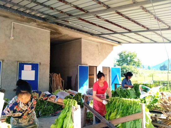 种植烟叶的利润怎么样_种植烟叶赚钱吗_烟叶种植致富视频