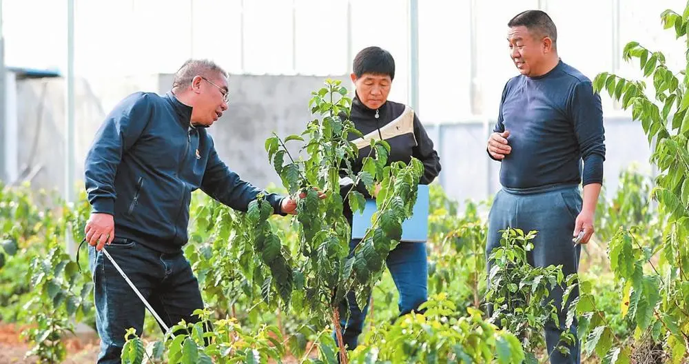 雪莲果种植技术书_雪莲果种植技术视频_雪莲果种植方法1