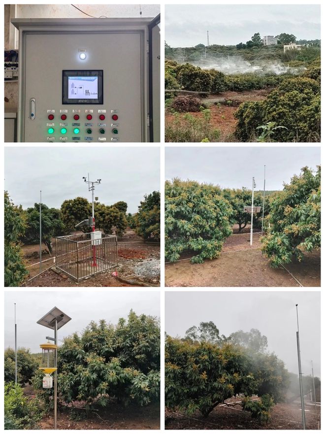 荔枝种植致富项目_致富种植荔枝项目介绍_致富种植荔枝项目简介
