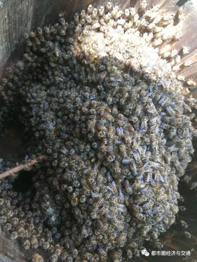 泡沫箱养中蜂_养蜂的木箱怎么做_泡木箱中蜂养殖技术