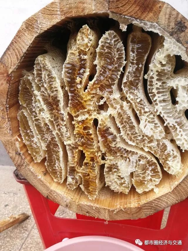 养蜂的木箱怎么做_泡沫箱养中蜂_泡木箱中蜂养殖技术