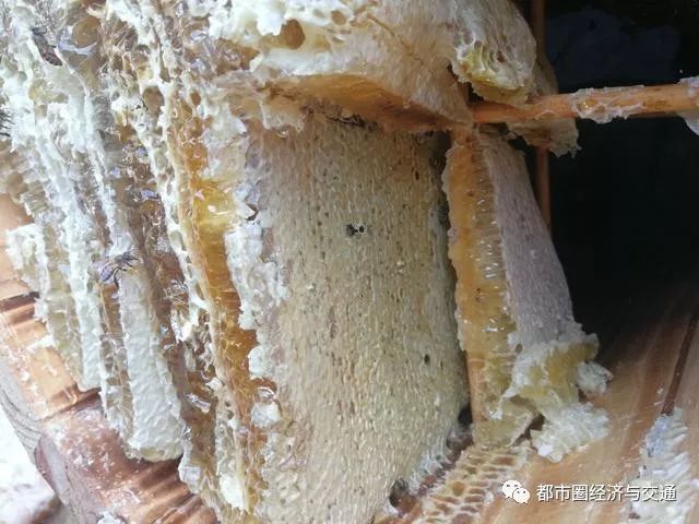 养蜂的木箱怎么做_泡木箱中蜂养殖技术_泡沫箱养中蜂