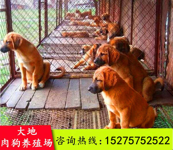 肉狗养殖新技术  排名