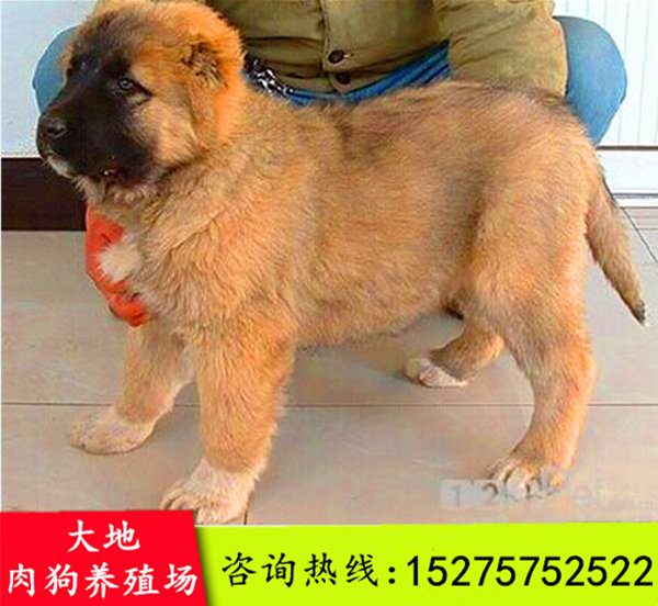肉狗养殖新技术
