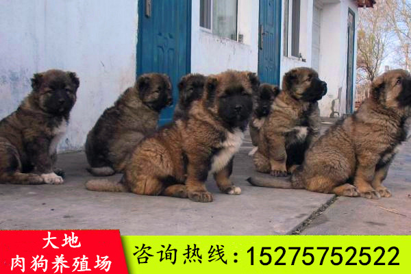 肉狗养殖新技术