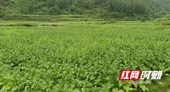 烟叶种植致富视频_种植烟叶的利润怎么样_烟叶种植技术视频