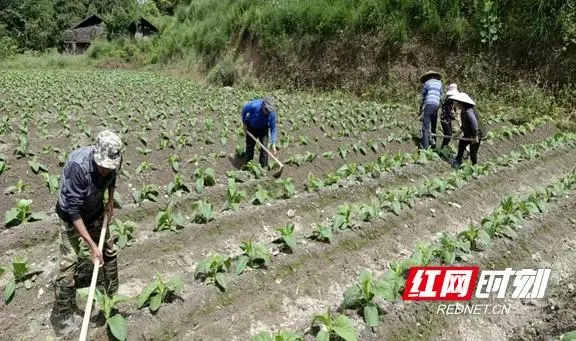 烟叶种植技术视频_烟叶种植致富视频_种植烟叶的利润怎么样