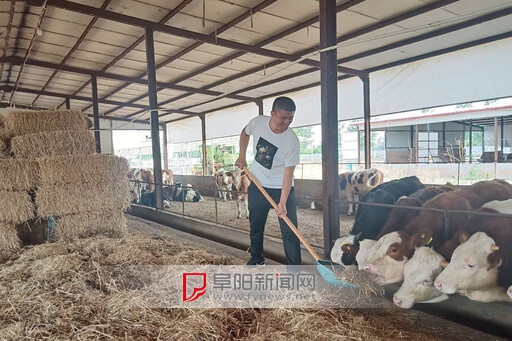 秸秆养牛挺划算