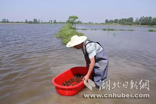 荆州养殖致富项目_湖北荆州养殖合作社网站_湖北荆州适合养殖什么