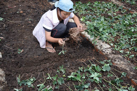 致富中医种植项目怎么样_致富种植中药材合作社_中医种植致富项目