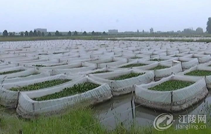 荆州养殖基地_荆州养殖致富项目_致富荆州养殖项目有哪些