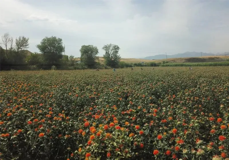 致富中医种植项目介绍_中医种植致富项目_致富中医种植项目怎么样