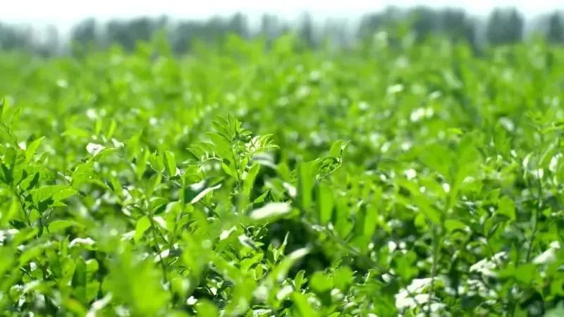 致富中医种植项目怎么样_中医种植致富项目_致富中医种植项目介绍