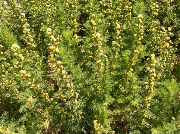 致富中医种植项目怎么样_致富中医种植项目介绍_中医种植致富项目