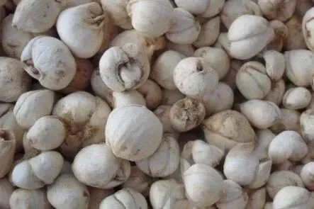 致富中医种植项目介绍_致富中医种植项目怎么样_中医种植致富项目