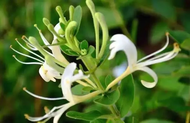 中医种植致富项目_致富中医种植项目怎么样_致富中医种植项目介绍