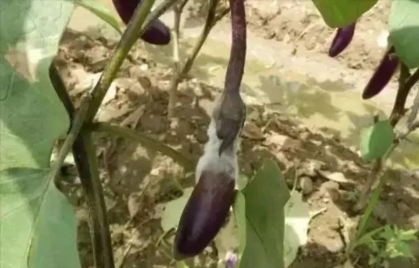 茄子大棚种植技术视频_大棚茄子的种植技术_茄子大棚栽培技术