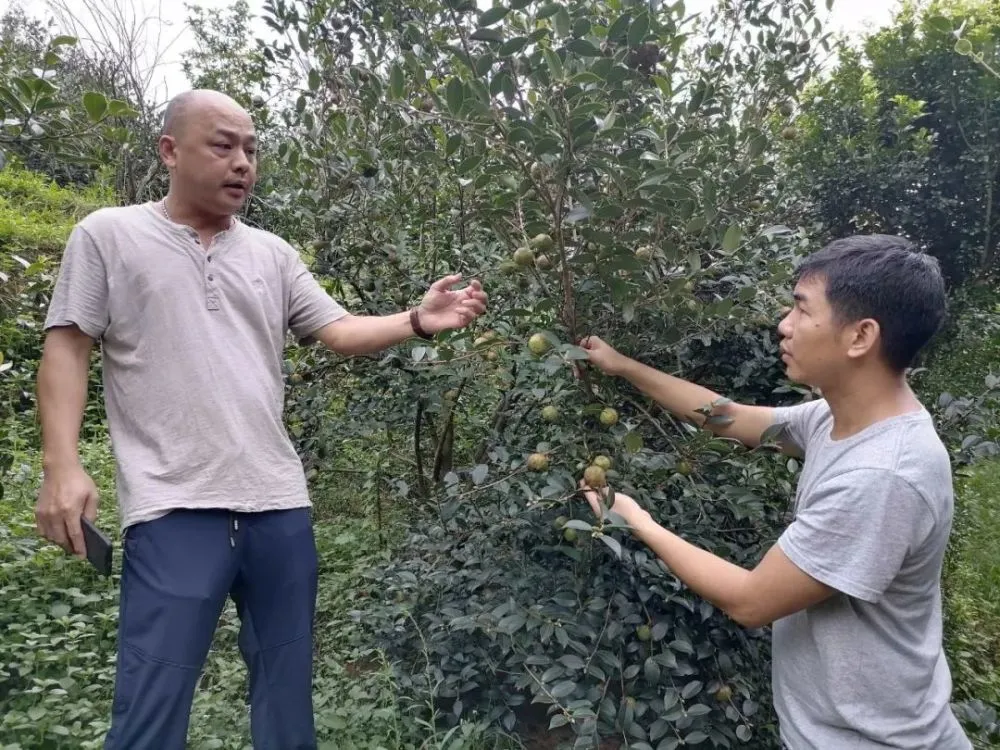 云城区土门村：山茶油铺就小村致富路