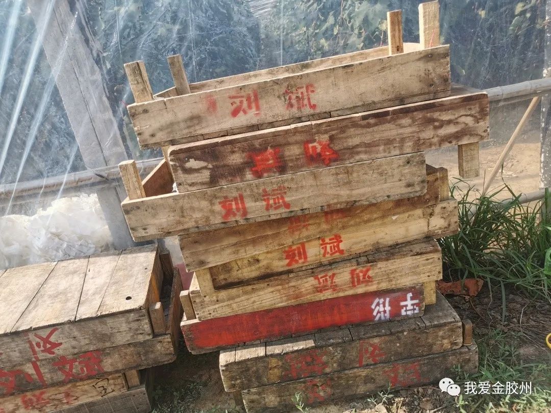 种植葡萄赚钱吗_致富种植葡萄创业项目_创业致富葡萄种植