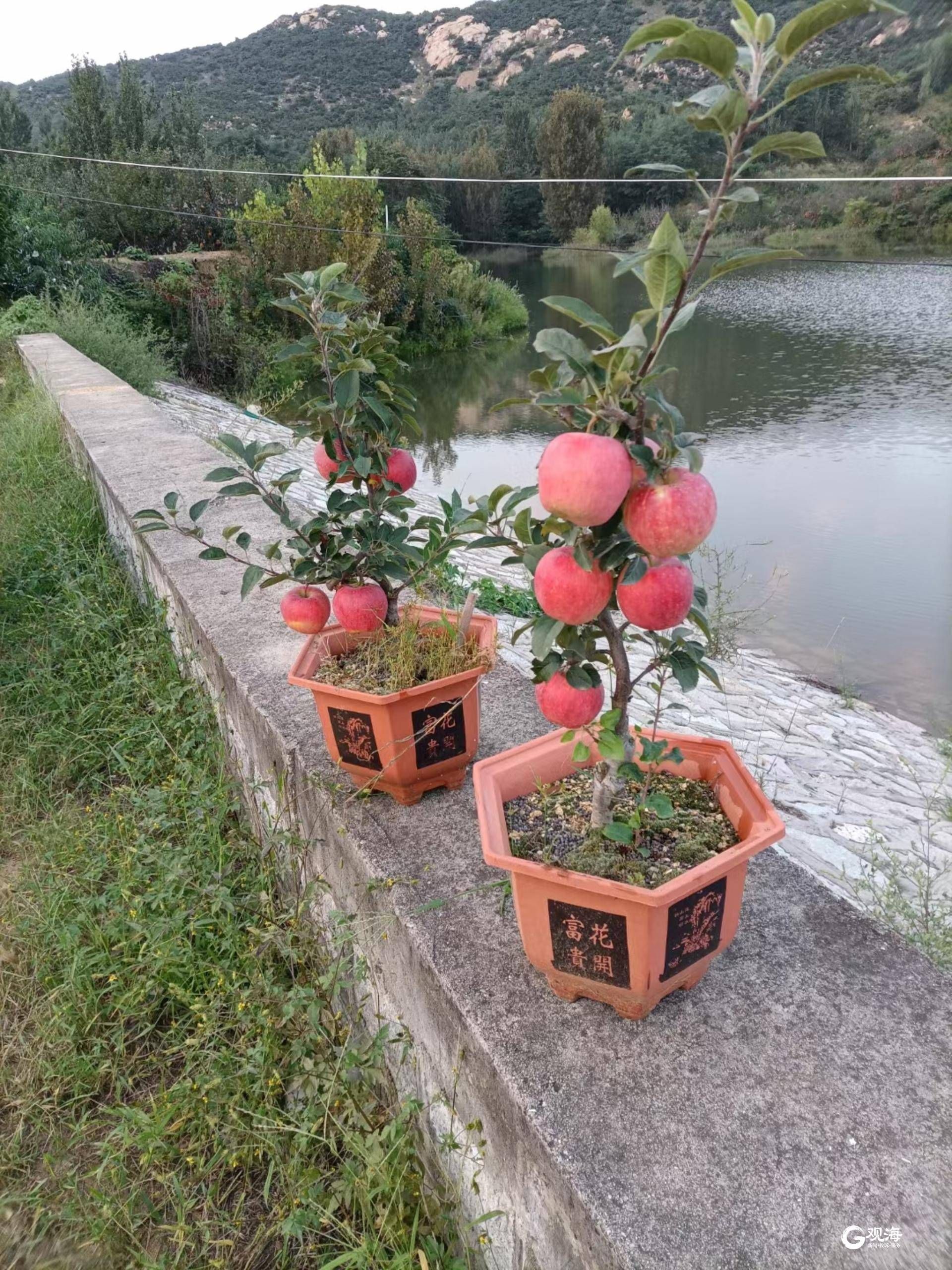 苹果盆景种植技术视频_怎样种植盆栽苹果视频_盆栽苹果种植技术视频