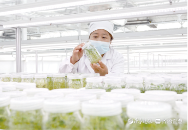 土豆高产种植技术_土豆高产种植技术与管理方法_土豆高产种植技术和管理